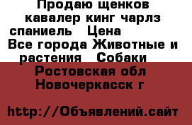 Продаю щенков кавалер кинг чарлз спаниель › Цена ­ 40 000 - Все города Животные и растения » Собаки   . Ростовская обл.,Новочеркасск г.